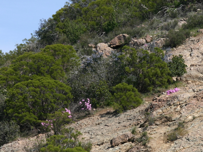 Leptodactylon-californicum-prickly-phlox-Santa-Monica-mts-2008-03-21-img 6535