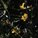 Lotus-scoparius-deerweed-Sandstone-Peak-2009-04-05-IMG 2656