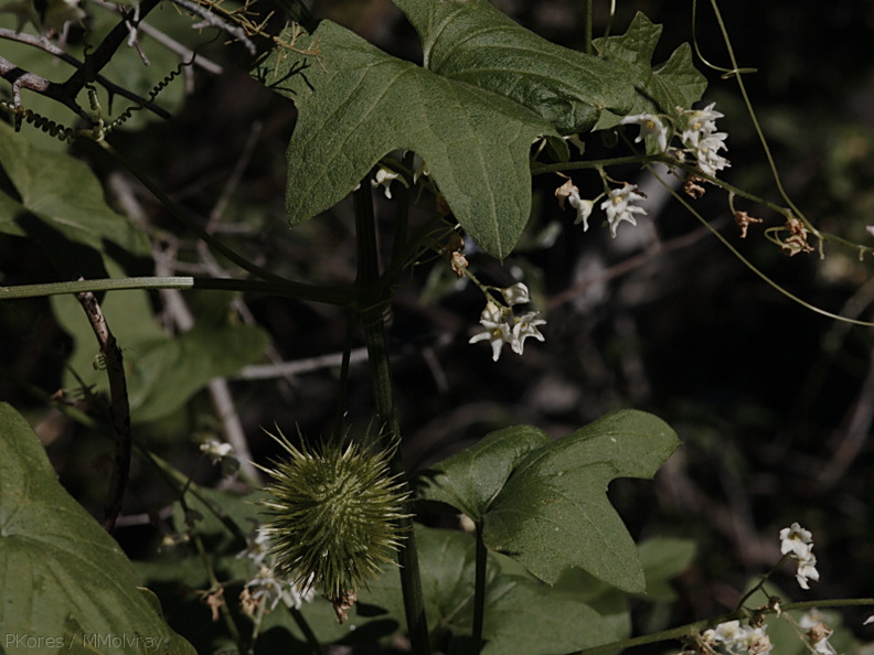 Marah-macrocarpus-chilicothe-wild-cucumber--Sandstone-Peak-2009-04-05-CRW_8042.jpg