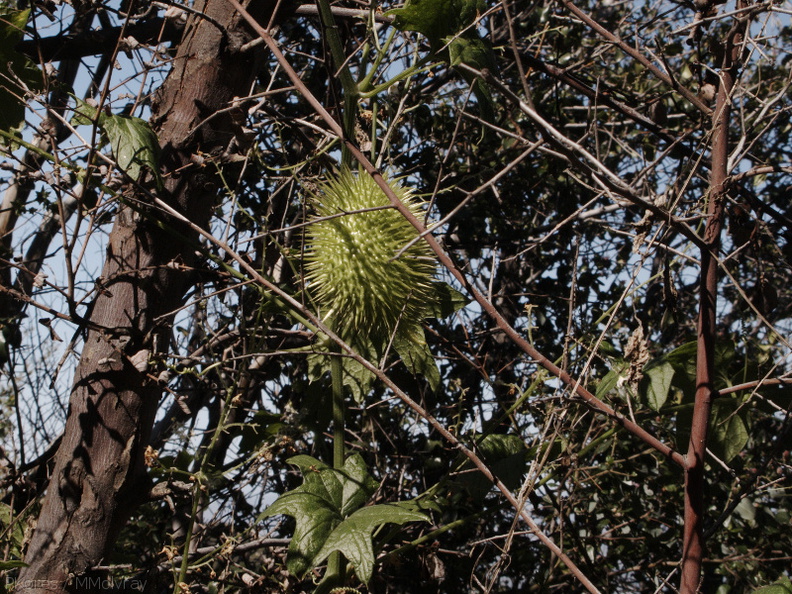 Marah-macrocarpus-wild-cucumber-Sandstone-Peak-2009-04-05-IMG 2655