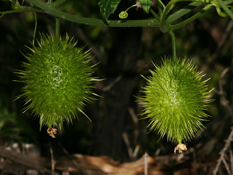 Marah-macrocarpus-wild-cucumber-Santa-Monica-mts-2008-03-21-img_6547.jpg