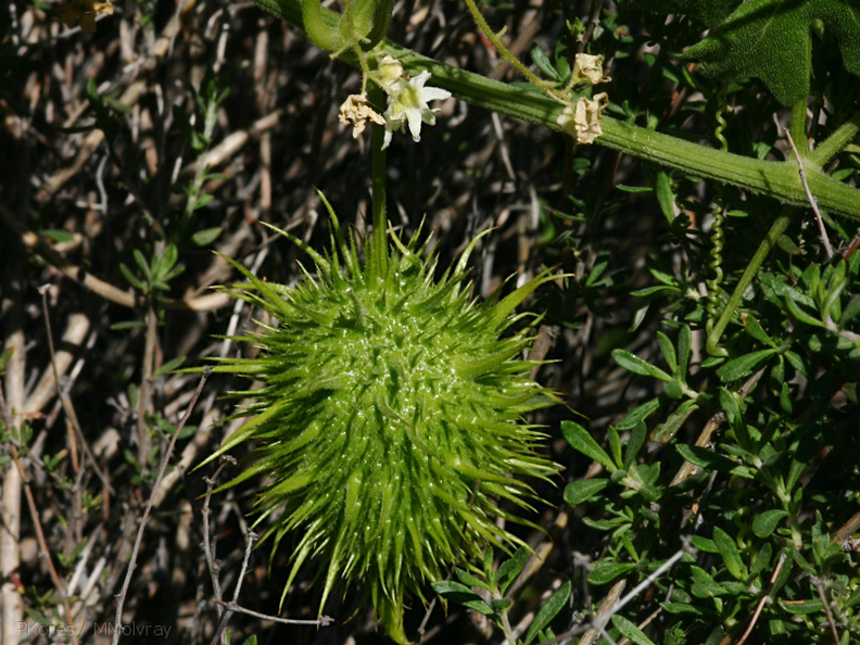 Marah-macrocarpus-wild-cucumber-Santa-Monica-mts-2008-03-21-img_6548.jpg