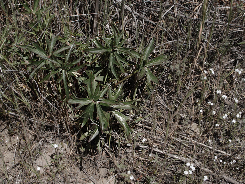 Paeonia-californica-leaves-Sandstone-Peak-2009-04-05-IMG_2579.jpg