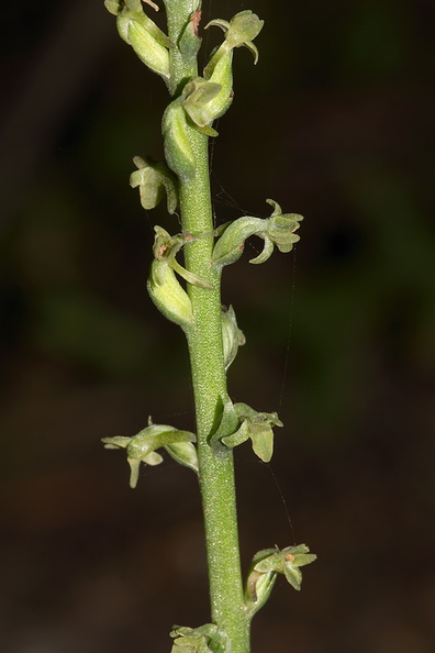 Piperia-unalascensis-rein-orchid-Santa-Monica-Mts-Sandstone-Peak-2012-05-13-IMG_4795.jpg