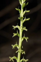 Piperia-unalascensis-rein-orchid-Santa-Monica-Mts-Sandstone-Peak-2012-05-13-IMG 4797