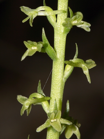 Piperia-unalascensis-rein-orchid-Santa-Monica-Mts-Sandstone-Peak-2012-05-13-IMG_4797_v2.jpg