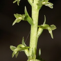 Piperia-unalascensis-rein-orchid-Santa-Monica-Mts-Sandstone-Peak-2012-05-13-IMG 4797 v2