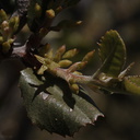 Rhamnus-crocea-redberry-Sandstone-Peak-2009-04-05-CRW 7963