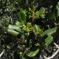 Rhamnus-crocea-redberry-Sandstone-Peak-2009-04-05-IMG 2560