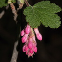 Ribes-malvaceum-chaparral-currant-trail-to-Sandstone-Peak-2012-12-21-IMG 7032