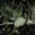 Salvia-sage-leaves-and-flower-spider-Sandstone-Peak-2009-04-05-IMG 2646