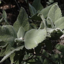 Salvia-sage-leaves-and-flower-spider-Sandstone-Peak-2009-04-05-IMG 2647