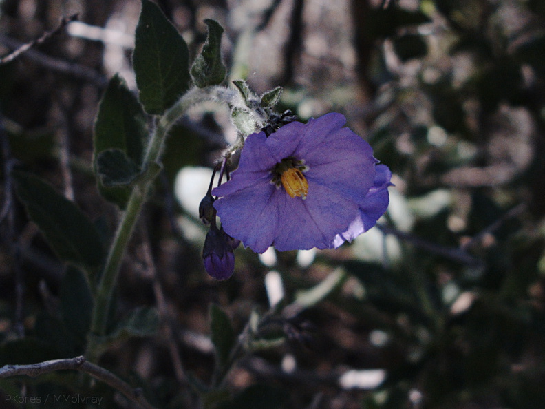 Solanum-xanti-purple-nightshade-Sandstone-Peak-2009-04-05-IMG 2653