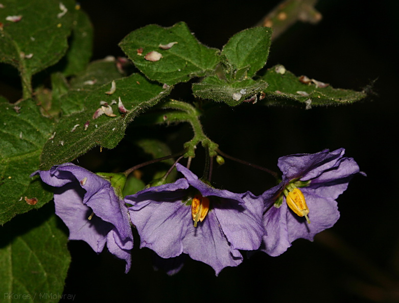 Solanum-xanti-purple-nightshade-Santa-Monica-mts-2008-03-21-img_6539.jpg