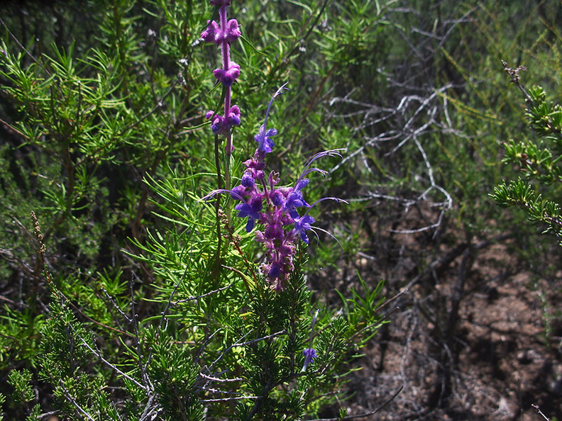 Trichostema-lanatum-woolly-bluecurls-Santa-Monica-Mts-Sandstone-Peak-2012-05-13-IMG_1740.jpg