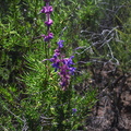 Trichostema-lanatum-woolly-bluecurls-Santa-Monica-Mts-Sandstone-Peak-2012-05-13-IMG 1740