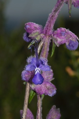 Trichostema-lanatum-woolly-bluecurls-Santa-Monica-Mts-Sandstone-Peak-2012-05-13-IMG 4757