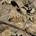 Vanessa-cardui-painted-lady-butterfly-Sandstone-Peak-2012-12-21-IMG 7033