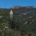 Yucca-whipplei-Santa-Monica-Mts-Sandstone-Peak-2012-05-13-IMG 1735