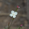 indet-Onagraceae-Gayophytum-humile-dwarf-groundsmoke-Santa-Monica-Mts-Sandstone-Peak-2012-05-13-IMG_4805.jpg