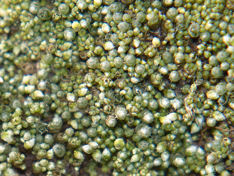 indet-moss-perhaps-Bryum-Sandstone-Peak-2012-12-21-IMG_7019.jpg