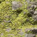 lichen-Santa-Monica-Mts-Sandstone-Peak-2012-05-13-IMG 4770