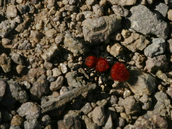 red-velvet-ant-Santa-Monica-mts-2008-03-21-img 6551