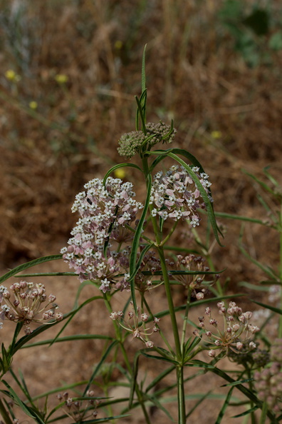 Asclepias-fascicularis-narrowleaf-milkweed-Sage-Ranch-2016-06-10-IMG_3166.jpg