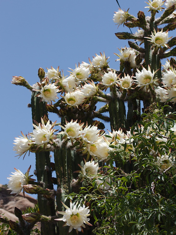 Cereus-sp-columnar-white-blooming-cactus-near-Corriganville-Simi-2016-05-27-IMG 3112