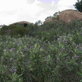 Eriodictyon-californicum-yerba-santa-Sage-Ranch-Santa-Susana-2011-04-08-IMG_7556.jpg