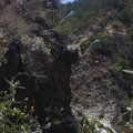 Eriogonum-crocatum-Conejo-buckwheat-habitat-Wildwood-2012-06-09-IMG 2026