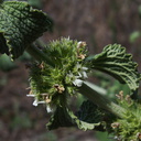 Marrubium-vulgare-horehound-Sage-Ranch-Santa-Susana-2012-03-24-IMG 1494