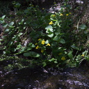 Mimulus-guttatus-seep-monkeyflower-Wildwood-2012-06-09-IMG 2041