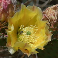 Opuntia-littoralis-prickly-pear-Wildwood-2012-06-09-IMG_5284.jpg