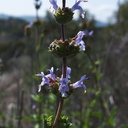 Salvia-mellifera-black-sage-Sage-Ranch-Santa-Susana-2012-03-24-IMG 1501