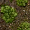 Sphaerocarpos-texanus-bottlewort-Sage-Ranch-Santa-Susana-Mts-2013-01-05-IMG 7141