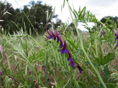 Vicia-sp-vetch-deep-purple-Sage-Ranch-Santa-Susana-2011-04-08-IMG 7554
