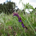 Vicia-sp-vetch-deep-purple-Sage-Ranch-Santa-Susana-2011-04-08-IMG 7554