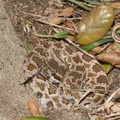 Western-diamondback-rattlesnake-Crotalus-atrox-Sage-Ranch-Santa-Susana-2012-03-24-IMG_4643.jpg