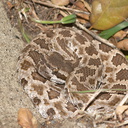 Western-diamondback-rattlesnake-Crotalus-atrox-Sage-Ranch-Santa-Susana-2012-03-24-IMG 4646