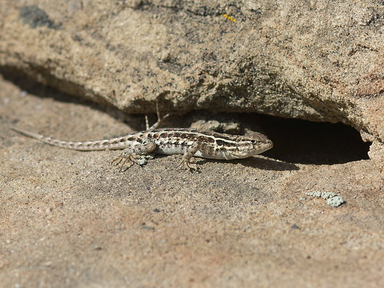 Western-side-blotched-lizard-Uta-stansburiana-elegans-Sage-Ranch-Santa-Susana-2012-03-24-IMG_4671.jpg