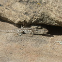 Western-side-blotched-lizard-Uta-stansburiana-elegans-Sage-Ranch-Santa-Susana-2012-03-24-IMG 4671