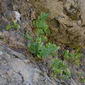fern-lithophytic-green-with-no-rain-Hummingbird-Trail-2014-02-24-IMG_3188.jpg
