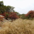 habitat-fall-colors-due-to-drought-Sage-Ranch-2015-05-26-IMG_5066.jpg