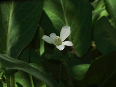 white-flowered-aquatic-Wildwood-2012-06-09-IMG 2034