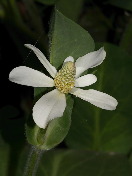 white-flowered-aquatic-Wildwood-2012-06-09-IMG 5316