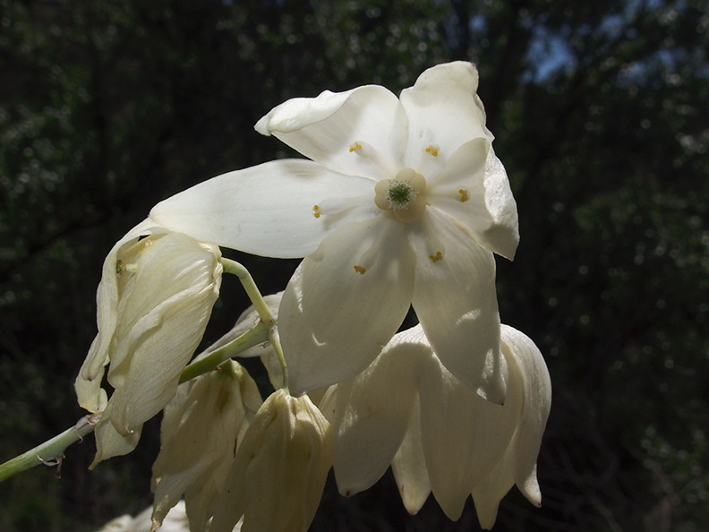 yucca-flower-Wildwood-2012-06-09-IMG_2044.jpg