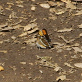 California-sister-butterfly-Adelpha-bredowii-Waterfall-Trail-Satwiwa-2013-04-20-IMG_0551.jpg