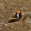California-sister-butterfly-Adelphia-sp-Satwiwa-Creek-2011-05-18-IMG 8005