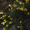 Mimulus-aurantiacus-sticky-monkeyflower-Satwiwa-Creek-2011-05-18-IMG 7952
